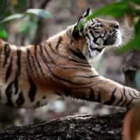 Tiger Trails Resort