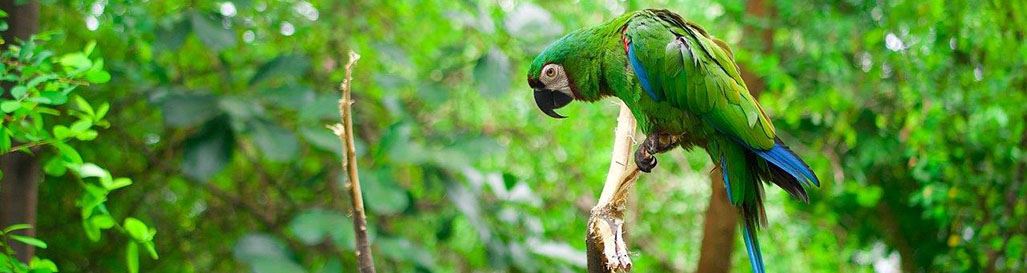 Holidays to Ecuador Quito Amazon Wildlife Tours River Cruises