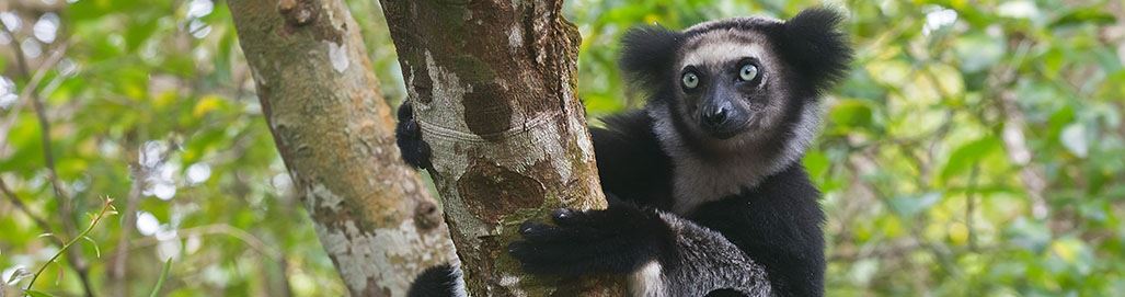Madagascar Holidays Safari Tours Lemurs Wildlife Beaches Nosy Be St Marie