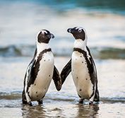 Weddings Cape Town Boulders Beach Penguins Big 5 Safari South Africa