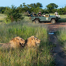 Kambaku Safari Lodge