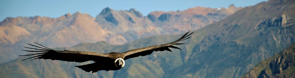 Peru Holidays To Arequipa Colca Canyon Condors Lake Titicaca Tours