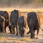 big five safari mombasa