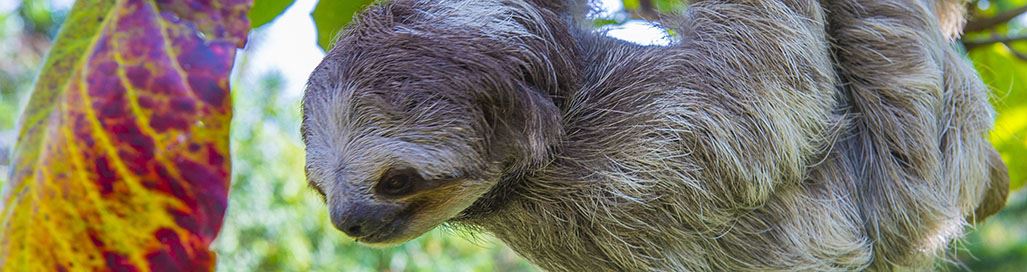 Wildlife Holidays to Costa Rica Corcovado National Park Osa Peninsula